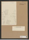 Triceratium robertsianum Grev. (de-Toni-Nr.: Genus 140, Species 3713) Zeichnungen Sammlung Grunow Nr. 7202 (NHMW-BOT-W0376188)